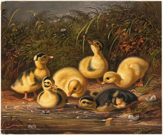 Arthur Fitzwilliam Tait - Group of Ducklings.webp