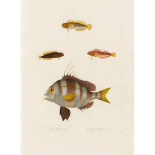 Arthus Bertrand - Pagrus auriga Blennius lineatus Blennius inaequalis Tripterygion melanurus.webp