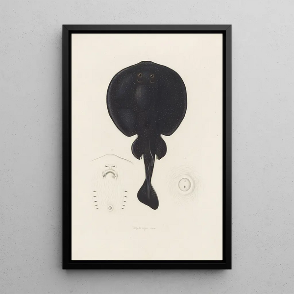Torpedo nigra - Arthus Bertrand — quadro incorniciato alla parete