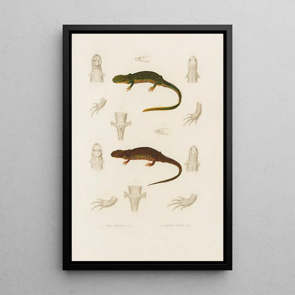 Triton nebulosus Euproctus Rusconii - Arthus Bertrand — quadro incorniciato alla parete
