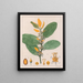 A. Erythroxylum Suberosum B. Erythroxylum Deciduum - Auguste de Saint-Hilaire — quadro incorniciato alla parete