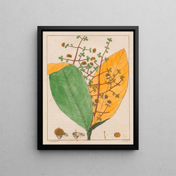 Calyptranthes aromatica - Auguste de Saint-Hilaire — quadro incorniciato alla parete