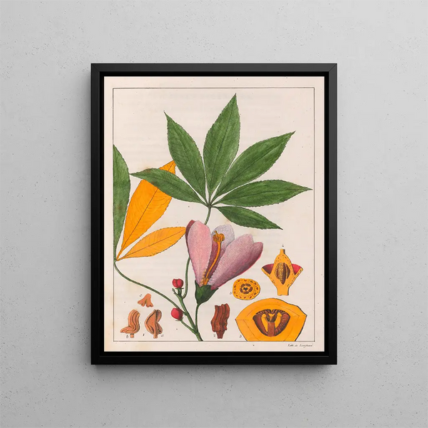 Chorisia speciosa - Auguste de Saint-Hilaire — quadro incorniciato alla parete
