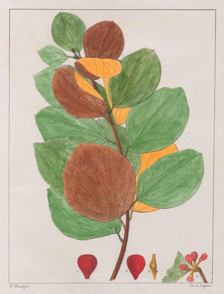 Auguste de SaintHilaire - Cissampelos Ebracteata.webp