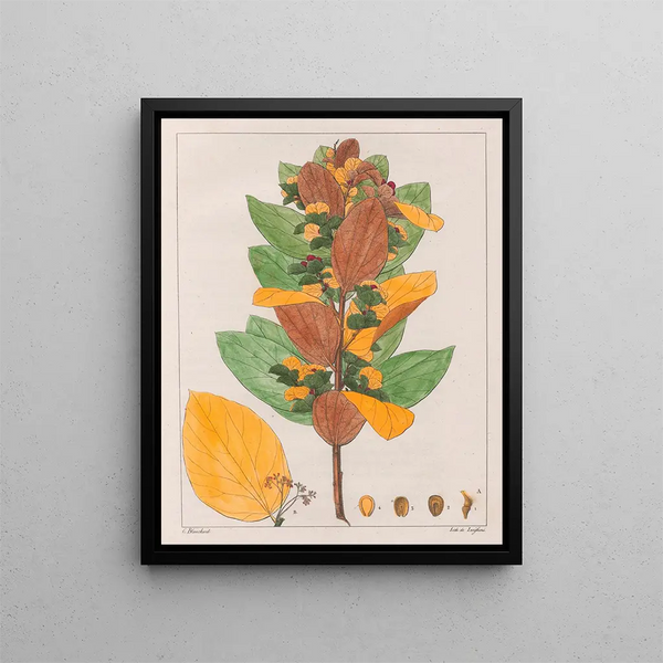 Cissampelos ovalifolia - Auguste de Saint-Hilaire — quadro incorniciato alla parete