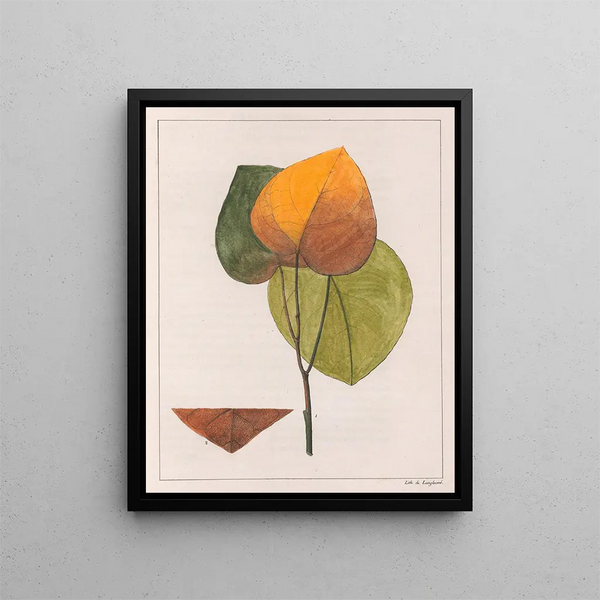 Cocculus platyphylla - Auguste de Saint-Hilaire — quadro incorniciato alla parete