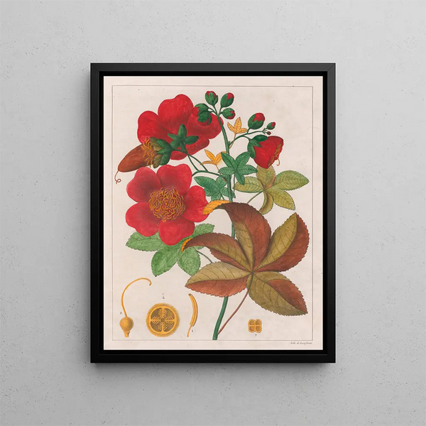 Cochlospermum insigne - Auguste de Saint-Hilaire — quadro incorniciato alla parete