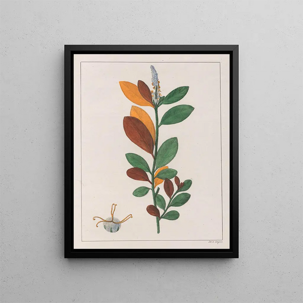 Croton campestris - Auguste de Saint-Hilaire — quadro incorniciato alla parete