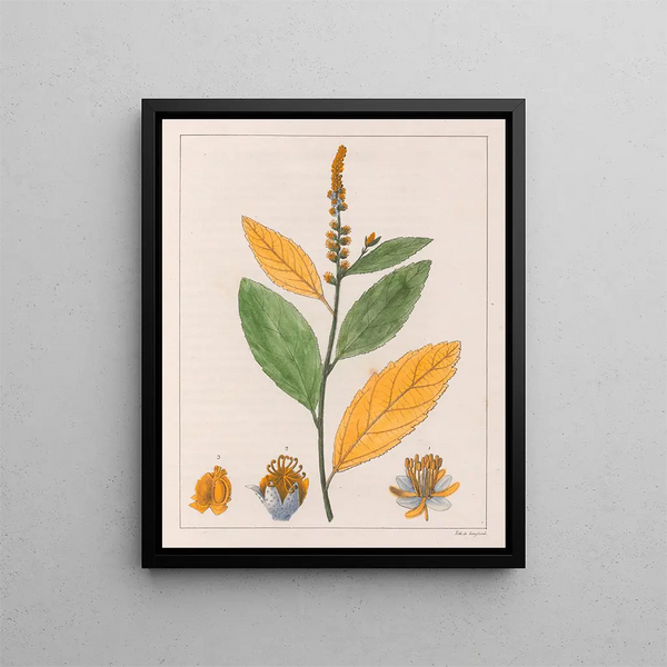 Croton perdicipes - Auguste de Saint-Hilaire — quadro incorniciato alla parete