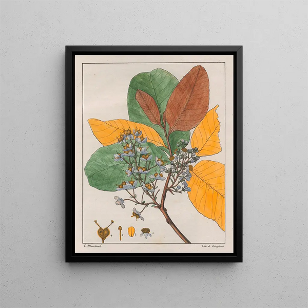 Curatella les deux - Auguste de Saint-Hilaire — quadro incorniciato alla parete