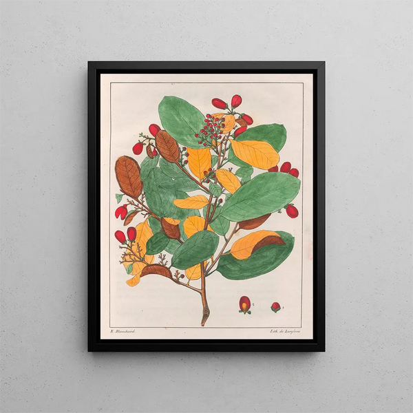 Davilla elliptica - Auguste de Saint-Hilaire — quadro incorniciato alla parete