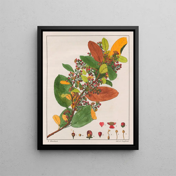 Davilla rugosa - Auguste de Saint-Hilaire — quadro incorniciato alla parete