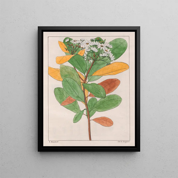 Drymys granatensis V. campestris - Auguste de Saint-Hilaire — quadro incorniciato alla parete