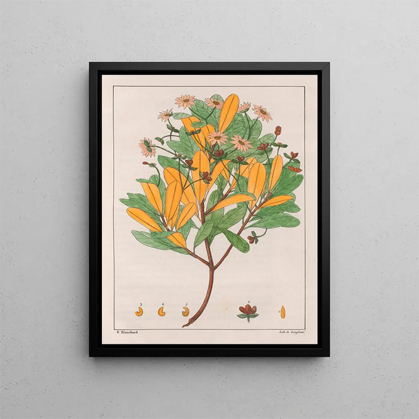 Drymys granatensis V. montana - Auguste de Saint-Hilaire — quadro incorniciato alla parete