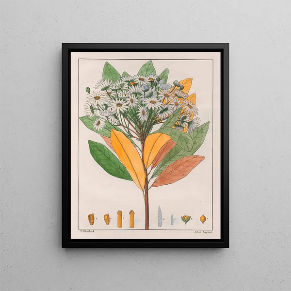 Drymys granatensis V. sylvatica - Auguste de Saint-Hilaire — quadro incorniciato alla parete