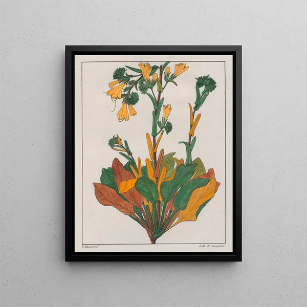 Échius plantagineum - Auguste de Saint-Hilaire — quadro incorniciato alla parete