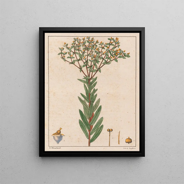 Euphorbia papillosa - Auguste de Saint-Hilaire — quadro incorniciato alla parete