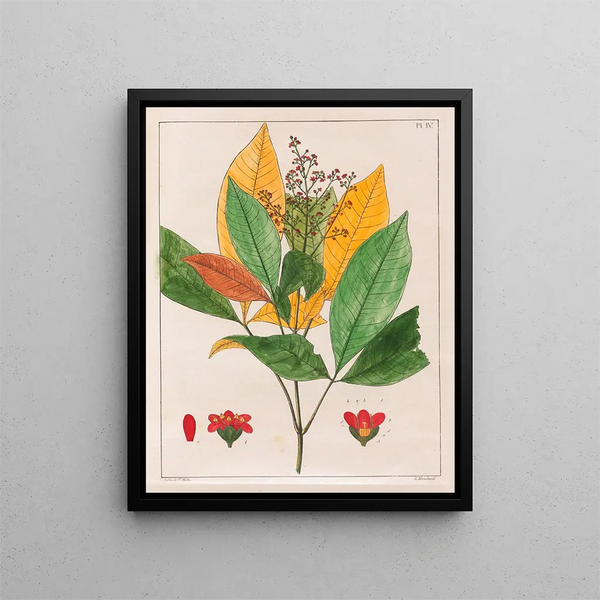 Evodia febrifuga - Auguste de Saint-Hilaire — quadro incorniciato alla parete