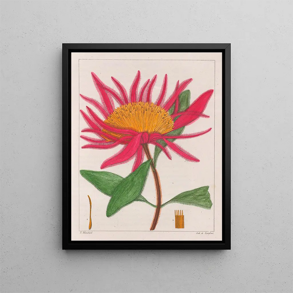 Gomphrena macrocephala - Auguste de Saint-Hilaire — quadro incorniciato alla parete