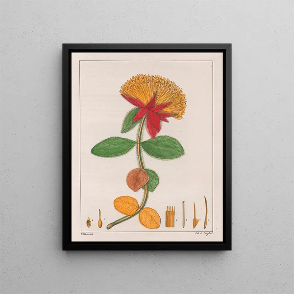 Gomphrena officinalis - Auguste de Saint-Hilaire — quadro incorniciato alla parete