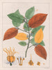 di varietà Guazuma ulmifolia - Auguste de Saint-Hilaire — vista dell’opera