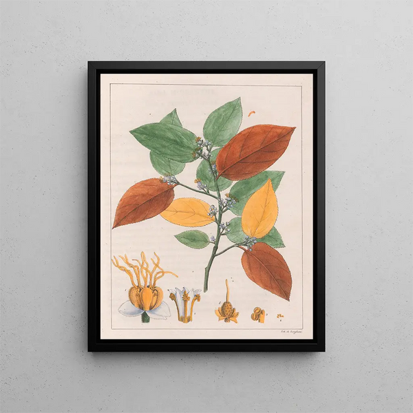 di varietà Guazuma ulmifolia - Auguste de Saint-Hilaire — quadro incorniciato alla parete
