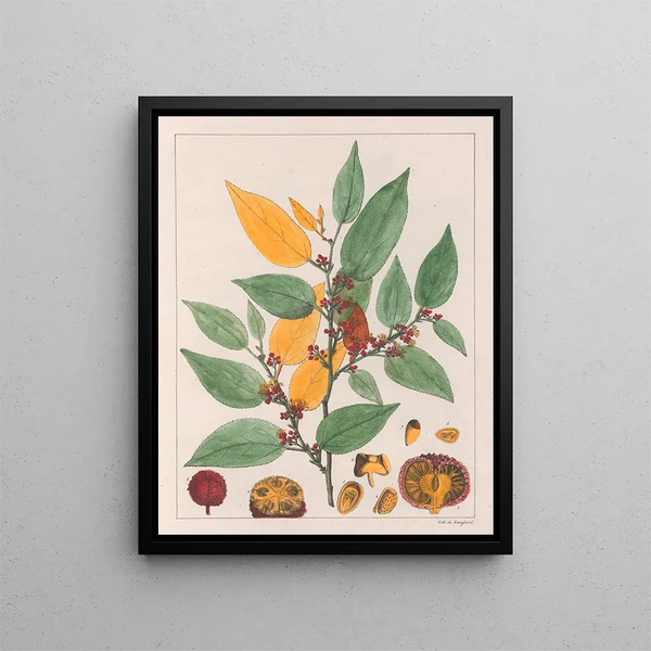 Guazuma ulmifolia - Auguste de Saint-Hilaire — quadro incorniciato alla parete