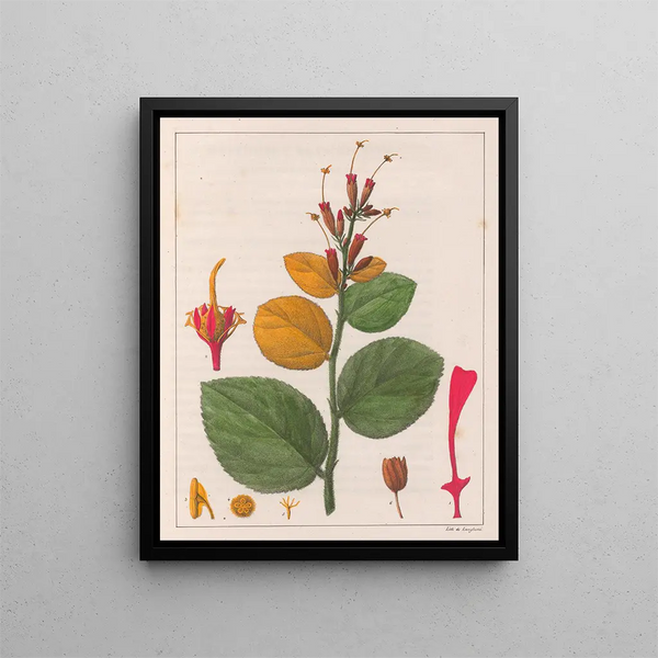 Elicotteri Sacarolha - Auguste de Saint-Hilaire — quadro incorniciato alla parete