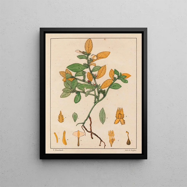 Ionidium ipecacuanha - Auguste de Saint-Hilaire — quadro incorniciato alla parete