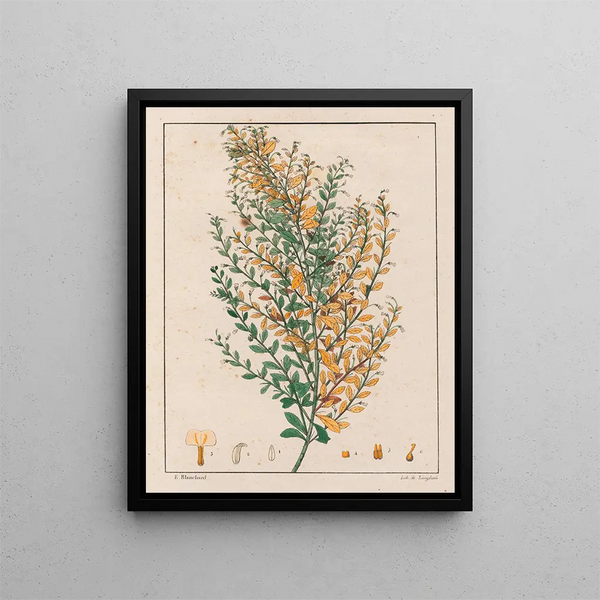 Ionidium parviflorum di Auguste de Saint-Hilaire — quadro incorniciato alla parete