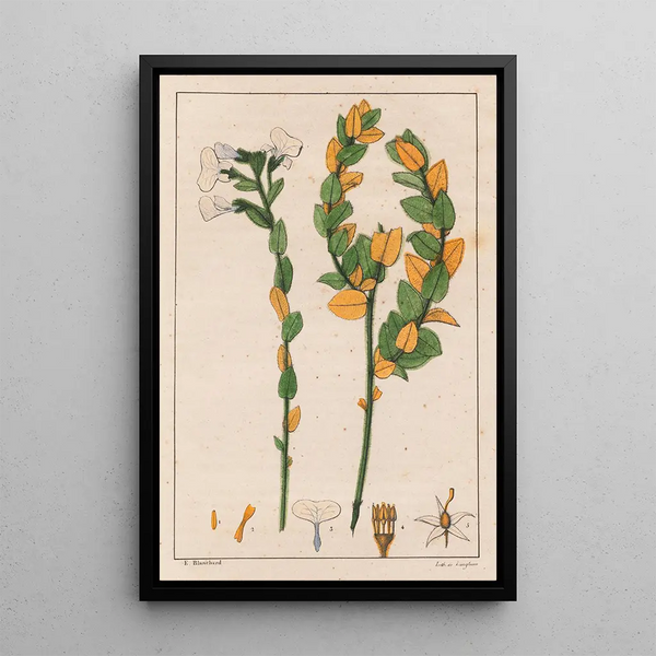 Ionidium poaya - Auguste de Saint-Hilaire — quadro incorniciato alla parete
