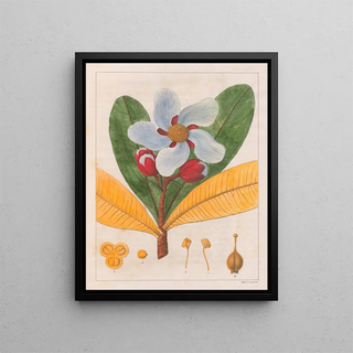 Auguste de SaintHilaire - Kielmayera Speciosa VA.webp