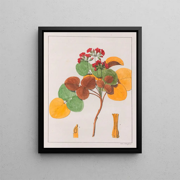 Oxalis cordata - Auguste de Saint-Hilaire — quadro incorniciato alla parete