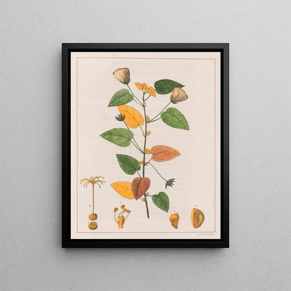 Pavonia diuretica - Auguste de Saint-Hilaire — quadro incorniciato alla parete