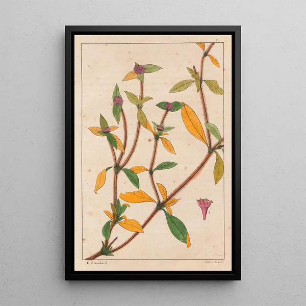 Richardsonia Rosea - Auguste de Saint-Hilaire — quadro incorniciato alla parete
