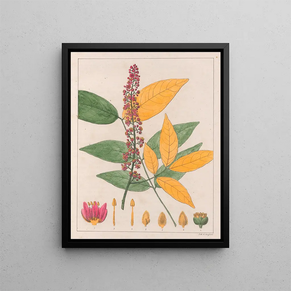Sapindus esculentus - Auguste de Saint-Hilaire — quadro incorniciato alla parete