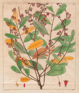 Auguste de SaintHilaire - Simaruba Versicolor.webp