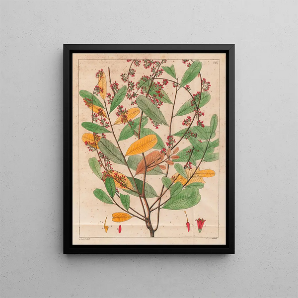 Simaruba versicolor - Auguste de Saint-Hilaire — quadro incorniciato alla parete