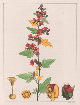 Auguste de SaintHilaire - Sphoeralcea Cisplatina VA.webp