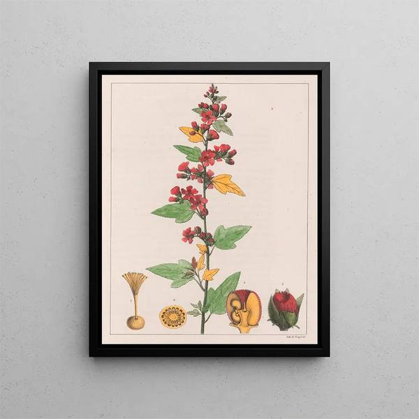 Sphoeralcea cisplatina V.A. - Auguste de Saint-Hilaire — quadro incorniciato alla parete