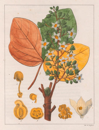 Auguste de SaintHilaire - Sterculia Chicha.webp