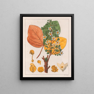 Auguste de SaintHilaire - Sterculia Chicha.webp