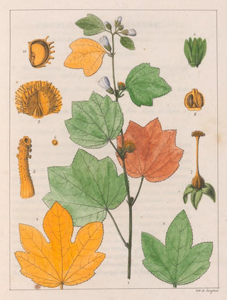 Auguste de SaintHilaire - Urena Lobata.webp