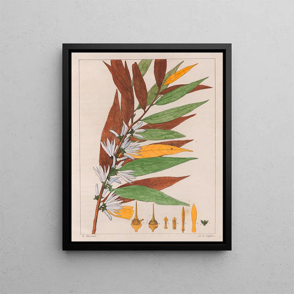 Xylopia sericea - Auguste de Saint-Hilaire — quadro incorniciato alla parete