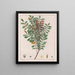 Zanthoxylum hyemale - Auguste de Saint-Hilaire — quadro incorniciato alla parete