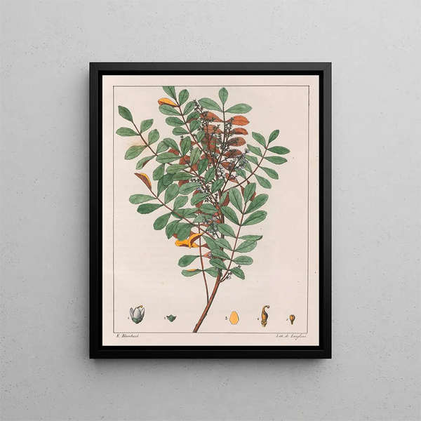 Zanthoxylum hyemale - Auguste de Saint-Hilaire — quadro incorniciato alla parete