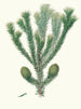 Araucaria brasiliana, pino del Brasile - Aylmer Bourke Lambert — vista dell’opera