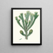Araucaria brasiliana, pino del Brasile - Aylmer Bourke Lambert — quadro incorniciato alla parete