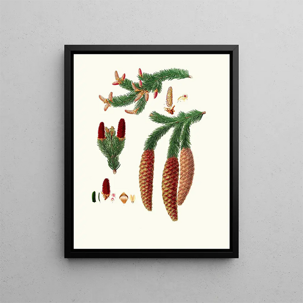 Pinus abies, abete di Norvegia - Aylmer Bourke Lambert — quadro incorniciato alla parete