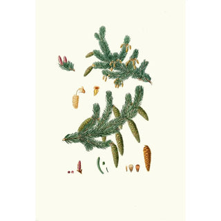 Aylmer Bourke Lambert - Pinus alba Whit spruce fir.webp
